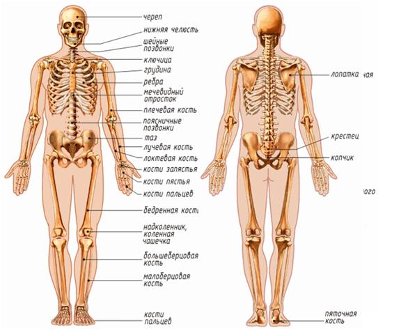  Строение скелета человека