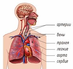 Органы дыхания и кровообращения человека