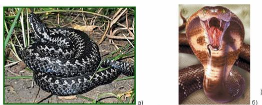  Ядовитые змеи: а) гадюка; б) кобра 