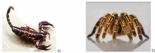Ядовитые насекомые: а) скорпион; б) тарантул