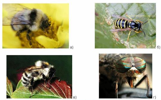 Жалящие насекомые: а) пчела; б) оса; в) шмель; г) овод 